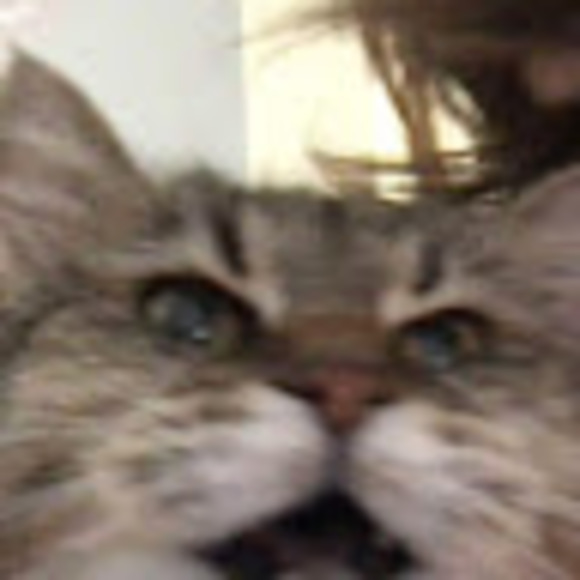 Meet your Posher, Alisha - Picture 1 of 1